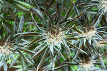 Naklejka na ściany i meble Top Down View of Flowering Medical Marijuana Cannabis Plants for Pain Relief