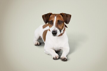 Cute dog lies on the floor with paws forward, light photo