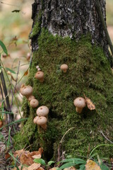 
Photo of the Russian landscape. Mushrooms in the forest. In the photo, a large number of mushrooms grow on the trunk of an old birch tree, covered with a thick layer of old green moss.