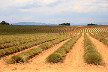 Fototapeta na wymiar lavender fields in provence france