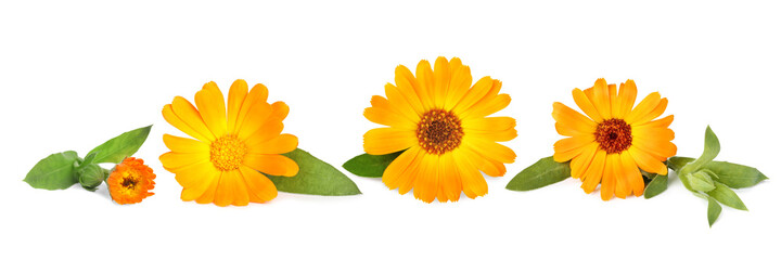 Set with beautiful calendula flowers on white background. Banner design