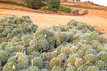 Campo di semi di aglio - Campagna - Savignano Irpino - Italia