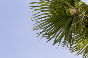 green palm leaves on a background of blue sky and sun