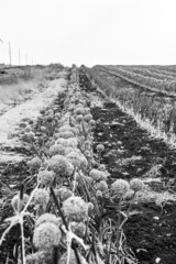 Campo di semi di aglio - Campagna - Savignano Irpino - Italia