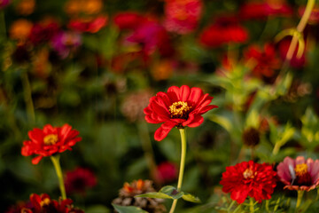 Obraz na płótnie Canvas Beautiful bright zinnia flowers on a flowerbed on a blurred background.