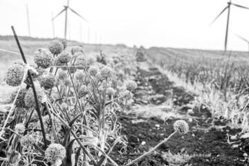 Campo di semi di aglio - Campagna - Savignano Irpino - Italia