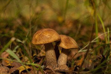 Two edible mushroom boletus in the autumn forest on a blurred background.
