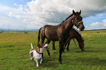 Fototapeta premium A dog and a horse. Friendship of pets in nature background
