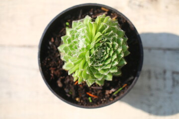 ROJNIK PAJĘCZYNOWATY 'Kramer's Spinrad' Sempervivum arachnoideum