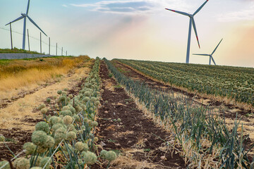 Campo di semi di aglio - Campagna - Savignano Irpino - Italia