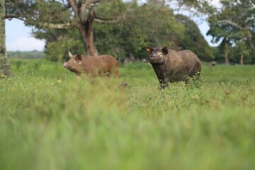 Pig in the middle of the grass