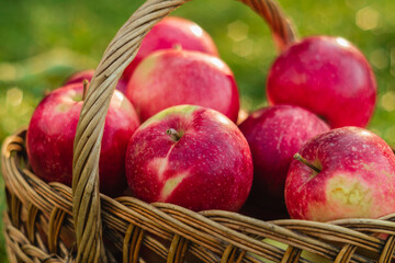 Bright juicy red autumn apple close-up in a wicker basket on a blurred green background.
