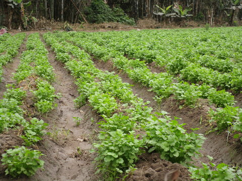 Campo de cultivo. Chacra.