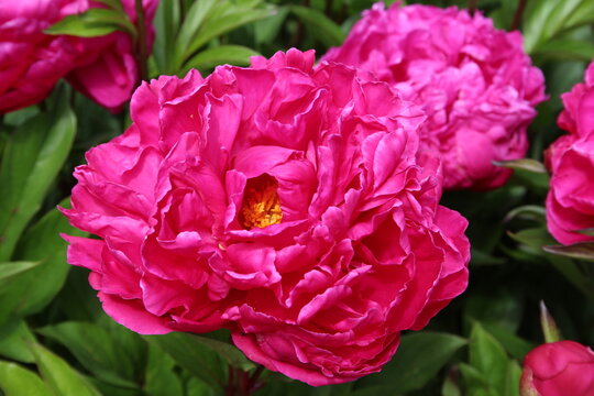 Red Peony in a Garden