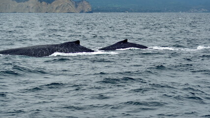 Fototapeta premium Humpback whales in Machalilla Naitonal Park off the coast of Puerto Lopez, Ecuador