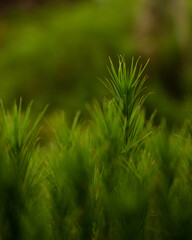 Moss in a Swedish forest