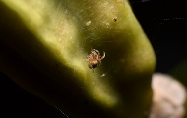 Very little spider close up
