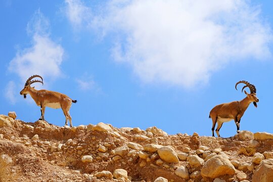 Two adult males of argali on the ridge