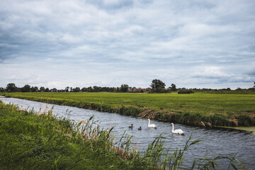 Zwei Schwäne und Enten schwimmen auf einem Kanal zwischen grünen Wiesen