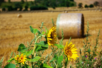 Fototapeta premium Sonnenblumen an einem abgeernteten Getreidefeld mit Strohballen an einem sonnigen Tag