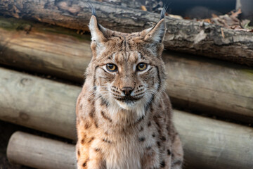 Lynx starring into the camera