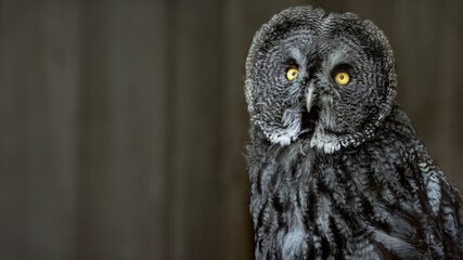Owl starring into the camera
