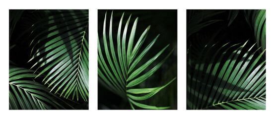 Palm leaf. Tropical plants. Nature green color background.