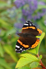 Vertical closeup of the colorful Vanessa atalanta butterfly, posing with open wings
