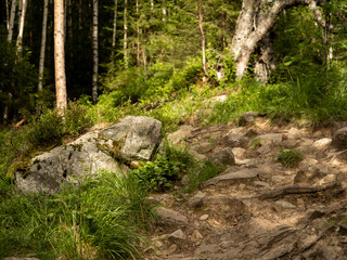 Hiking trail in Norway, roots, trees, pure nature