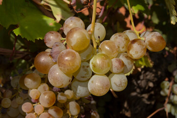 Racimo de uvas blancas maduras