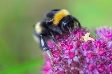 A bumblebee is sitting on a purple flower. Closeup. Shallow depth of field.