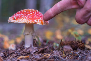 Man's finger points to. mushroom containing psilocybin. Amanita mushroom hallucinogenic mushroom.