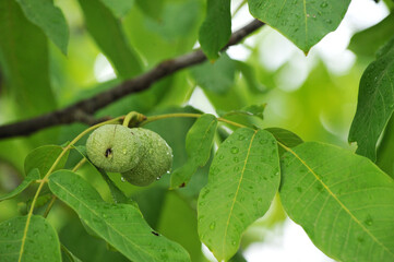 Ripening walnut on tree after the rain - autumn background