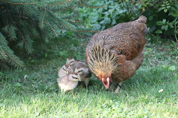 Matka kura spaceruje z kurczaczkami - kury z wolnego wybiegu