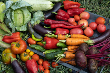 Harvest of vegetables
