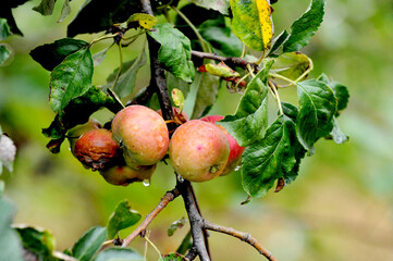 organic Apple orchard after the rain