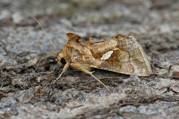 Closeup on the  golden twin-spot moth or tomato looper , Chrysodeixis Chalcites
