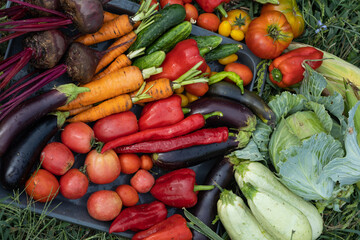 Harvest of vegetables