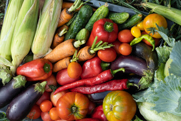 Harvest of vegetables