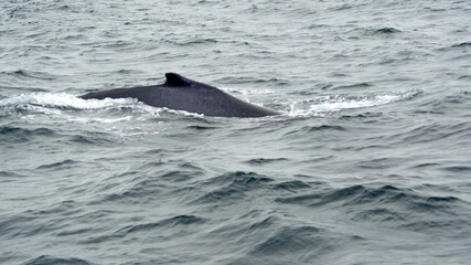 Fototapeta premium Humpback whale in Machalilla Naitonal Park off the coast of Puerto Lopez, Ecuador