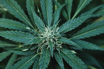 Cannabis plant female flowers