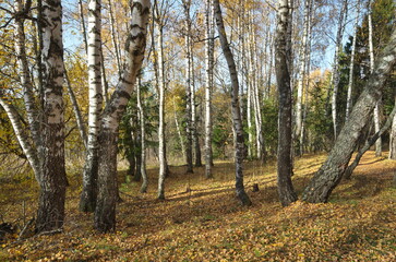 Autumn landscape with birch trees and fallen leaves in the forest