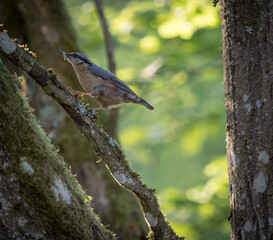 A nuthatch sits on a tree at spring in neunkirchen, copyspace