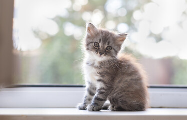 Little tabby kitten.