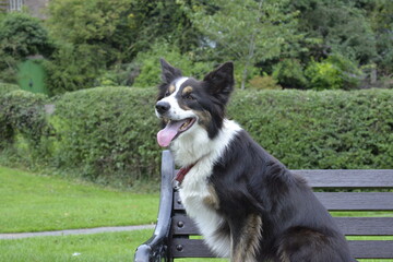 Fototapeta premium two great subjects