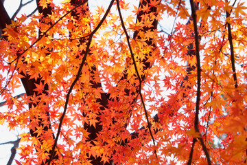 red autumn leaves