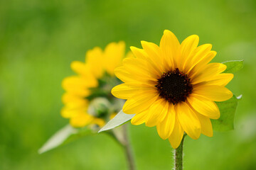 yellow flower in the garden