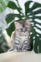 Little tabby kitten.
