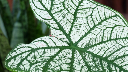 Closeup of the leaf pattern of a green and white caladium bicolor plant.