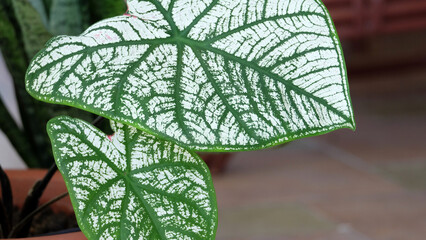 Closeup of two leaves of Caladium bicolor, called Heart of Jesus, in white and green pattern.